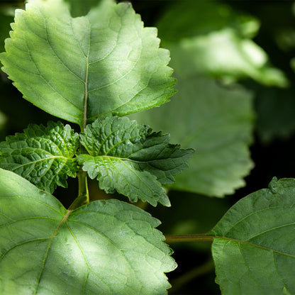 Dark Nectar - Perfume for Him No. C147M 3 ml | With 30% essence