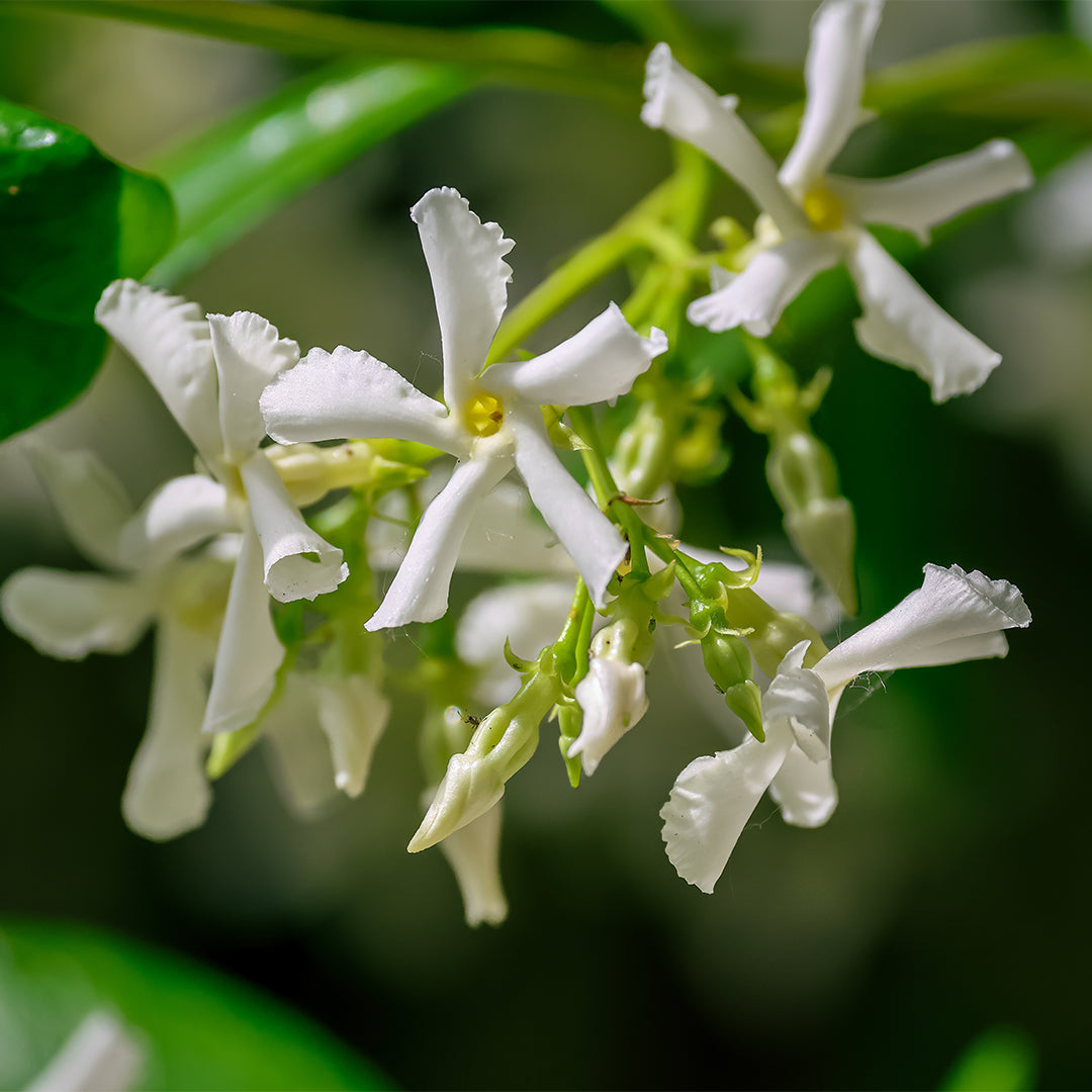 Eternal Love For Her - Perfume No. C161W 3 ml | With 30% essence